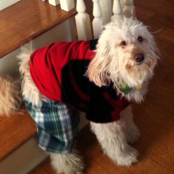 Meet your Posher, Robin - Picture 1 of 1